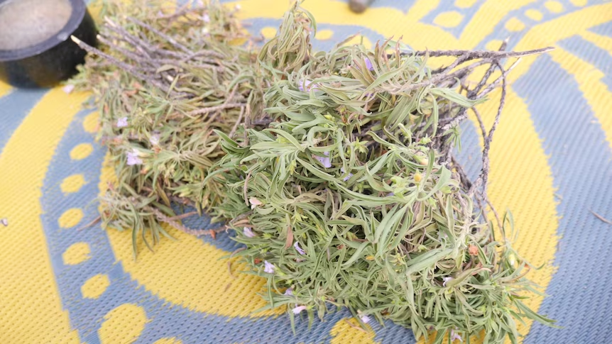 Virtual Bush Medicine Webinar
