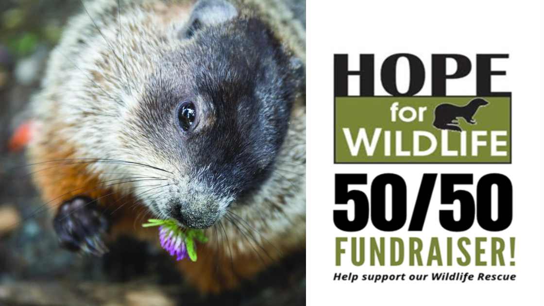Online Wildlife Rescue Fundraiser